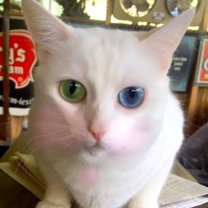 Meet your Posher, Gloria